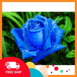 10 Hạt giống Hoa hồng xanh (tặng gói Kích nẩy mầm và Hướng dẫn) KHUYẾN MẠI TRONG NGAY