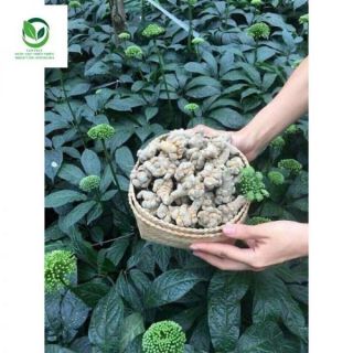 Sỉ như lẻ 100g củ tam thất bắc