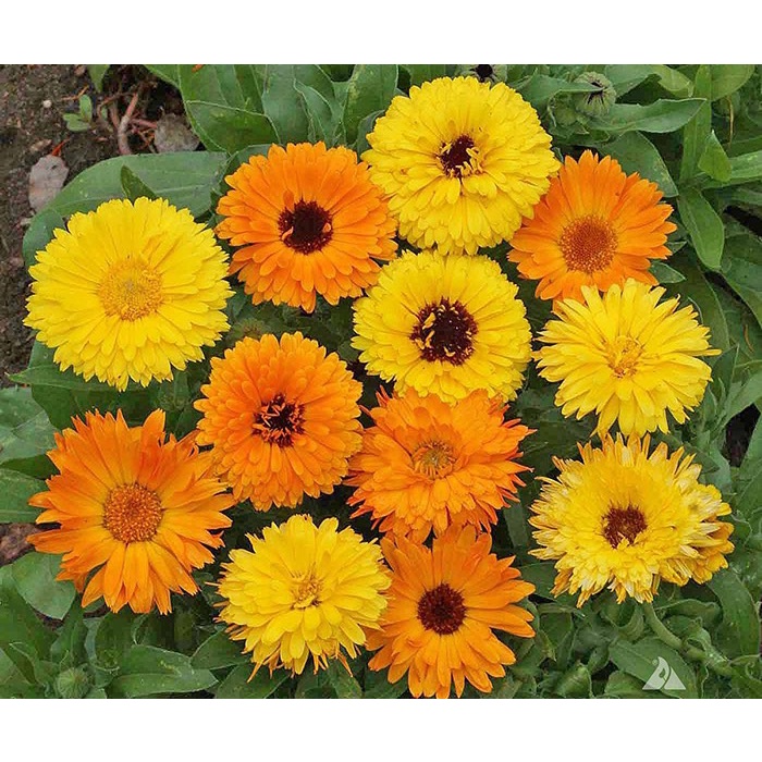 Hạt giống hoa Cúc Susi loại F1 dễ trồng tỉ lệ nảy mầm cao hoa mix màu