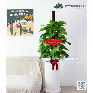 Cây trầu bà leo cột cây tặng khai trương đẹp giá rẻ tphcm