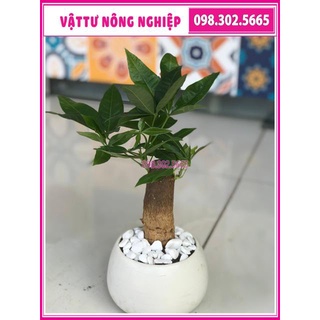 Chậu cây kim ngân để bàn ( chậu sứ)