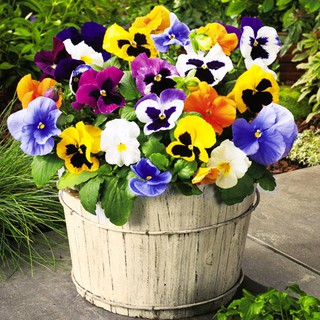 Hạt giống hoa bướm viola