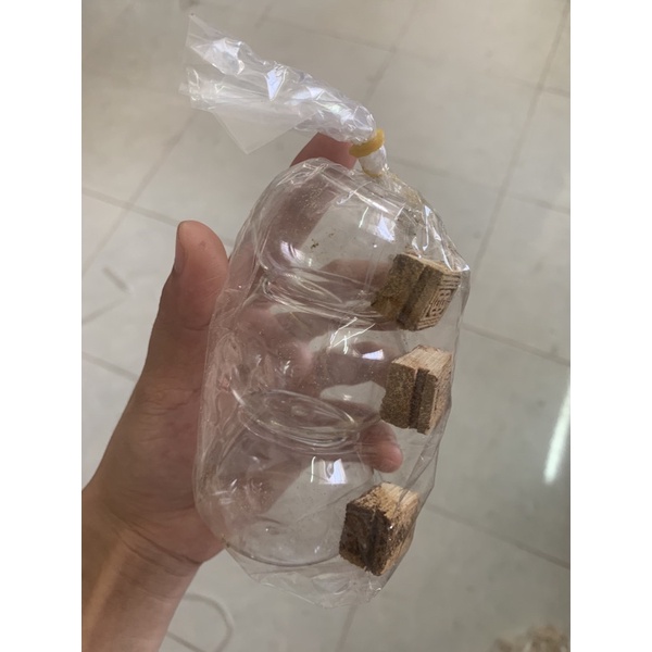 Cóng thuỷ tinh mào