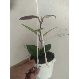 Cẩm cù đen cây giống
