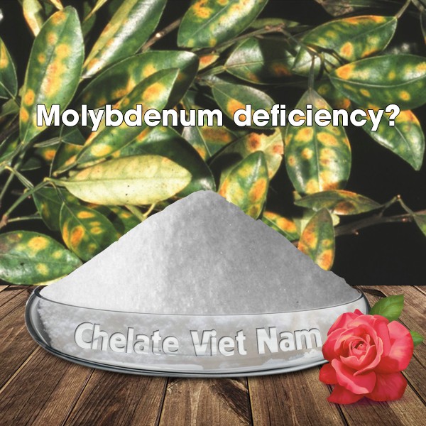 Ammonium Molybdate  gói 100g