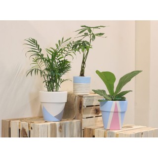 Combo 03 chậu cây nhỏ để bàn và chậu đất nung
