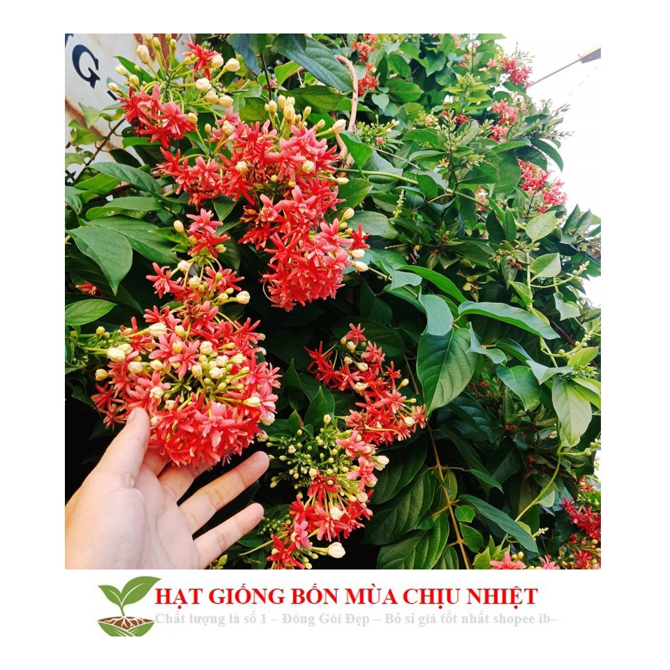 Hạt giống Hoa leo sử quân tử 10 hạt ĐẾN MÙA TRỒNG TẾT