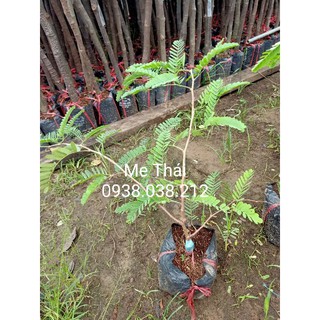 CÂY GIỐNG ME THÁI