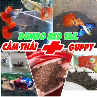 Phụ kiện thức ăn kèm 1 cặp guppy dumbo red tail