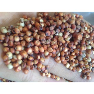 hạt bobo đỏ dinh dưỡng cho chim gà