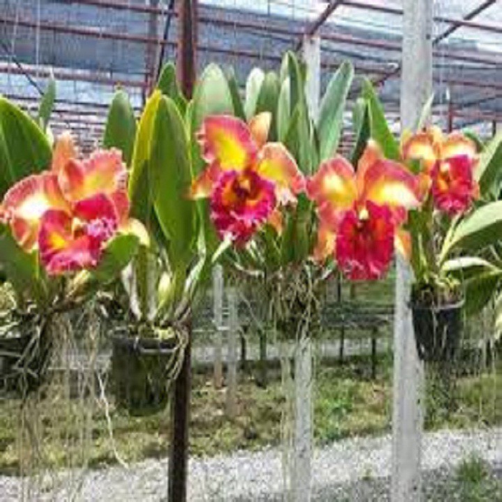 CÂY GIỐNG Lan Cattleya Giống nhiều màu, hoa bông to đại cực thơm giá siêu rẻ - CG1LCTLDM