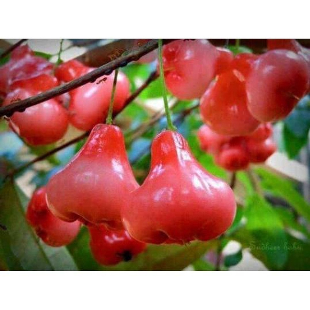 CÂY GIỐNG MẬN HOÀNG YẾN + Tặng  phân hữu cơ cao cấp