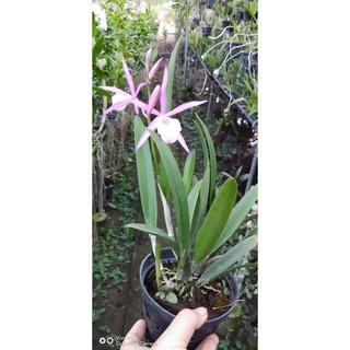 Hoa lan Brass hàng đang nhú vòi