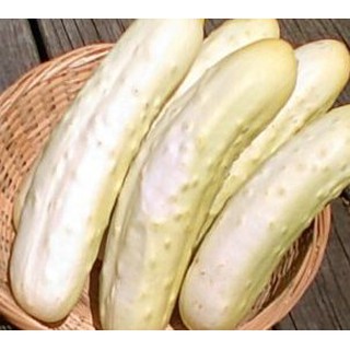 50H - HẠT GIỐNG DƯA CHUỘT TRẮNG