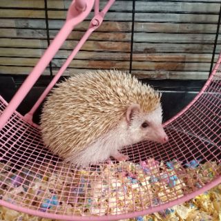 WHEEL CHẠY SẮT CHO NHÍM, SÓC, BỌ, CHUỘT...