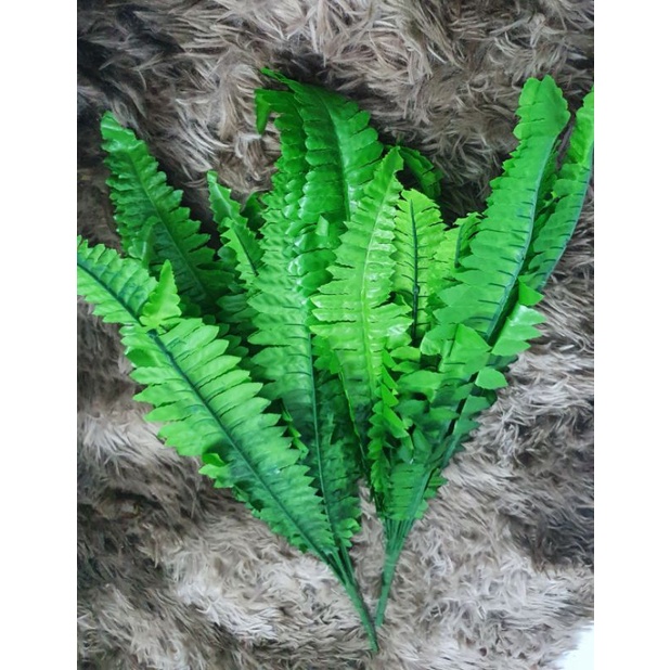 Com bo 2 bó Lá dương xỉ