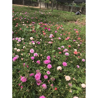 GIỐNG HOA MƯỜI GIỜ THÁI KÉP ( MIX 15 MÀU)