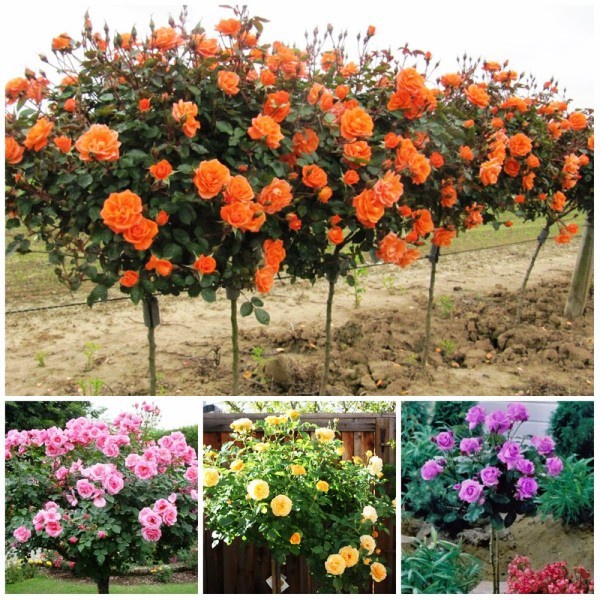 Hạt giống hồng thân gỗ F1 loại mix nhiều màu dễ trồng dễ chăm sóc kháng sâu bệnh [ Gói 50gram,100gram ,200gram]