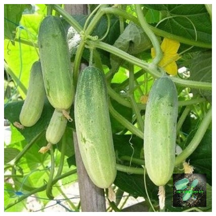 [Seeds] Hạt giống dưa leo (dưa chuột), đóng gói 1gr (khoảng 20 hạt)