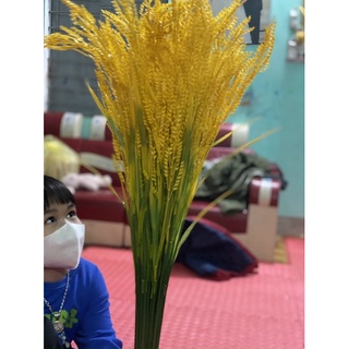 Bó 100 Bông Lúa Mạch Khô Decor Trang Trí