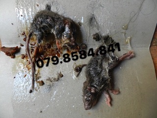 20 miếng keo bẫy chuột