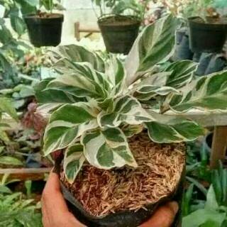 Mũ Nồi Calathea Miranti Thời Trang