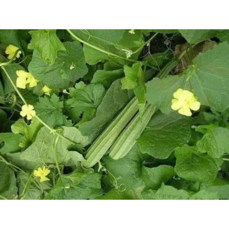 Hạt giống mướp khía thái lan 2gr