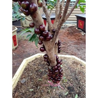 Hạt giống nho thân gỗ tứ quý