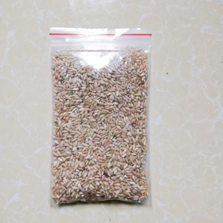 Thuốc diệt chuột trộn sẵn mồi bằng gạo chuột chết ngay tại chỗ diệt chuột nhanh