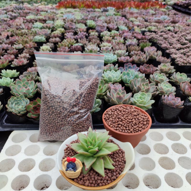 Đá poper rải mặt và trộn đất cực tốt cho sen đá và xương rồng