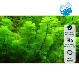 Cây thuỷ sinh La Hán Xanh, Đỏ (Không cần CO2)