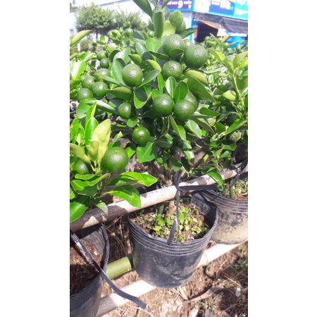Cây Tắc đang có trái