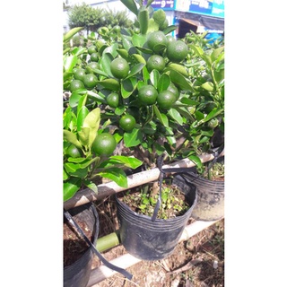 Cây Tắc đang có trái