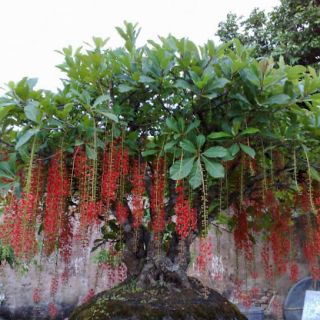 Cây 🌲 Lộc Vừng đỏ  cao 1m6 ( đang hoa)