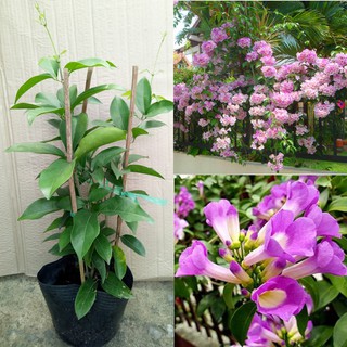 Cây hoa Lan Tỏi-lan leo tỏi tím. bầu giống lớn,sắp nụ giá rẻ