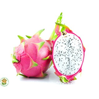 CÂY GIỐNG THANH LONG RUỘT TRẮNG