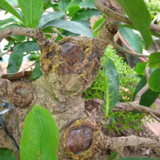 Keo liền sẹo cây
