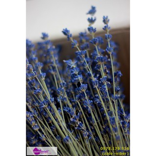 Bó hoa lavender khô thuần túy