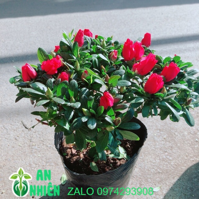 Cây Đỗ Quyên Cao 30cm đường kính 30cm