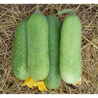 Gói 0.5g hạt giống bí đao chanh F1 thanh trúc