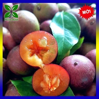 Cây giống Hồng quân, giống thuần rừng, có gai, quả đọt vị ngọt ngây, xương rồng