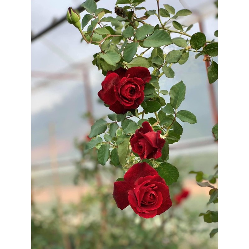 Hoa hồng leo cổ Hải Phòng - cây nguyên chậu