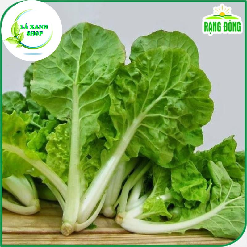 Hạt Giống Cải Bẹ Dún Giòn Ngọt, Dễ Trồng, Nhanh Thu Hoạch (gói 20 gr) - Hạt giống Rạng Đông