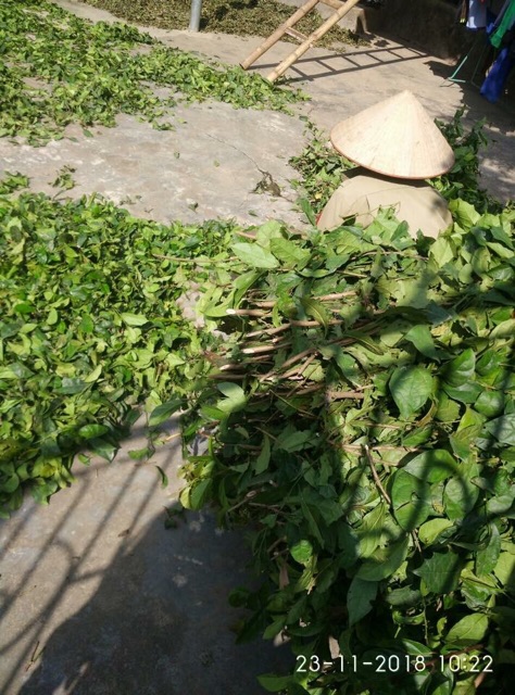 Combo 10kg Xạ đen Hoà Bình (lá đẹp)