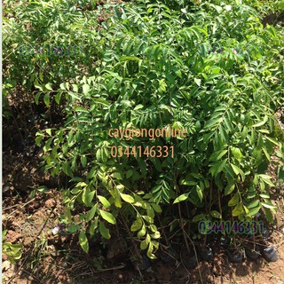 Cây móc mật