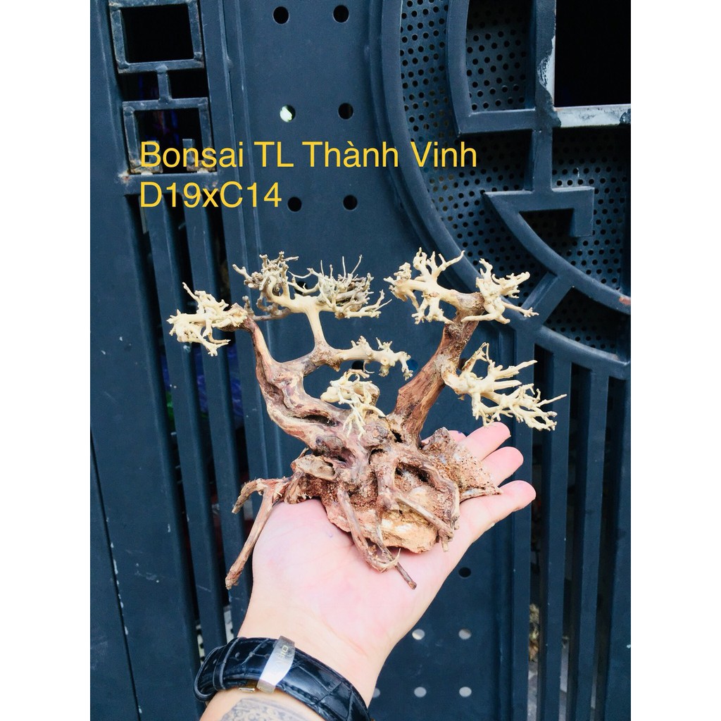 Bonsai Lũa Gỗ bể cá Thủy sinh siêu rẻ