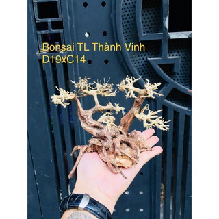 Bonsai Lũa Gỗ bể cá Thủy sinh siêu rẻ