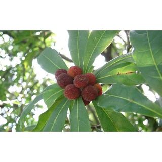 Giống cây thanh mai ghép chuẩn giống f1, bảo hành giống trọn đời