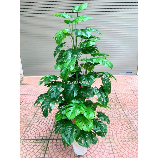 Cây trầu bà lá xẻ cao 160cm kèm chậu và sỏi trắng