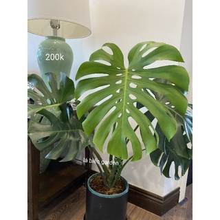 trầu bà lá xẻ, monstera deli